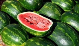 爆品免费吃瓜,揭秘美食狂欢背后的秘密