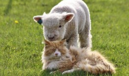 小羊羊爆料最新内容视频,揭秘视频背后的惊人真相！